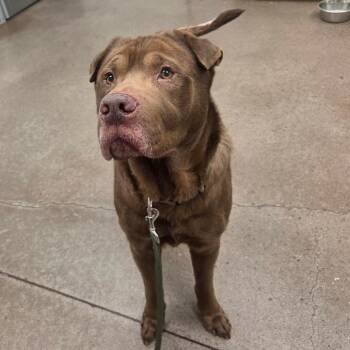 Shar Pei and Chocolate Labrador Retriever Dogs Available for Adoption - Wilson | PetCurious