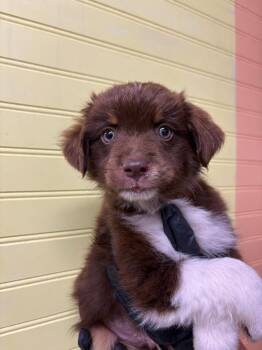 Orbit -  Australian Shepherd Dog for Adoption in Murray, Kentucky - Orbit | PetCurious