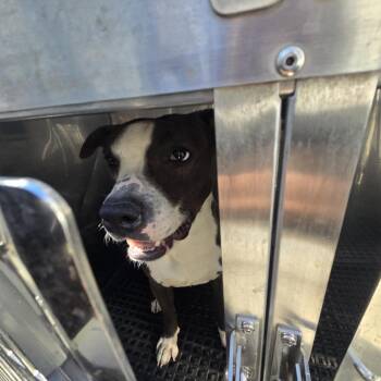Blazer -  Mixed Breed Dog for Adoption in Philadelphia, Pennsylvania - Blazer | PetCurious