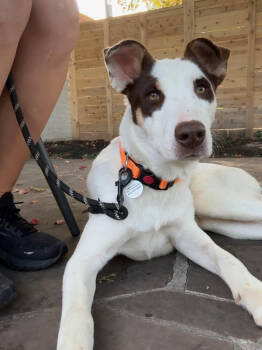 Rescue Pointer Dogs for Adoption in Denver, Colorado - Grace | PetCurious