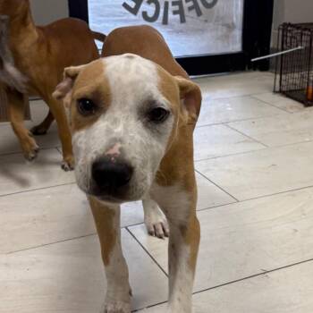 Pit Bull Terrier Dogs Available for Adoption in Lufkin, Texas - Pancho | PetCurious