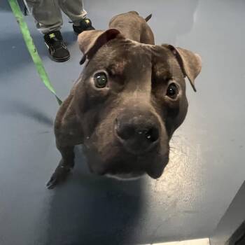 American Staffordshire Terrier Dogs Available for Adoption - Bullwinkle | PetCurious