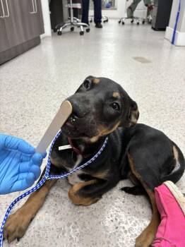 Nutella -  Doberman Pinscher Dog for Adoption in Marietta, Georgia - Nutella | PetCurious