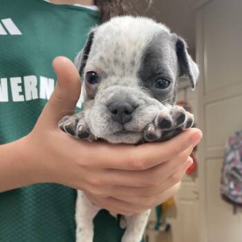 Bottle Bulldog - Tim -  English Bulldog Dog for Adoption in Fairfax Station, Virginia - Bottle Bulldog - Tim | PetCurious