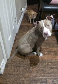 Stanley -  American Staffordshire Terrier Dog for Adoption in Mico, Texas - Stanley | PetCurious