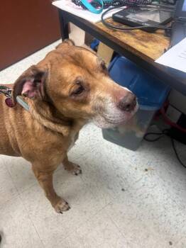 Heimdall -  Mixed Breed Dog for Adoption in Rock Springs, Wyoming - Heimdall | PetCurious