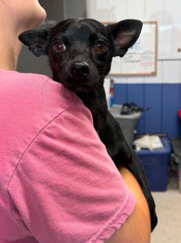 Clifford -  Mixed Breed Dog for Adoption in Leitchfield, Kentucky - Clifford | PetCurious