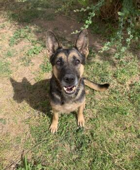 Winona -  German Shepherd Dog and Mixed Breed Dog for Adoption in Bisbee, Arizona - Winona | PetCurious