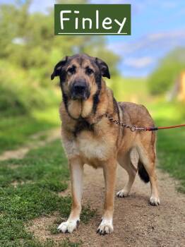 Finley -  Anatolian Shepherd and Great Pyrenees Dog for Adoption in Walthill, Nebraska - Finley | PetCurious