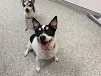 ZENITH -  Parson Russell Terrier Dog for Adoption in Loveland, Colorado - ZENITH | PetCurious