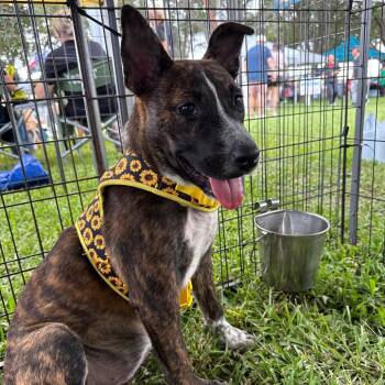 Sasha -  Rat Terrier and Mixed Breed Dog for Adoption in Venice, Florida - Sasha | PetCurious