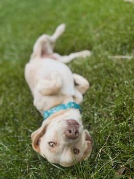 CC -  Dachshund Dog for Adoption in Parker, Colorado - CC | PetCurious