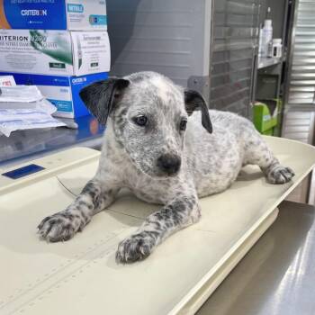 Curly Sue -  Pit Bull Terrier Dog for Adoption in Livingston, Texas - Curly Sue | PetCurious