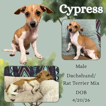 Cypress -  Dachshund and Rat Terrier Dog for Adoption in Caldwell, Texas - Cypress | PetCurious