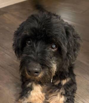 Louie Suds -  Cockapoo Dog for Adoption in Garland, Texas - Louie Suds | PetCurious