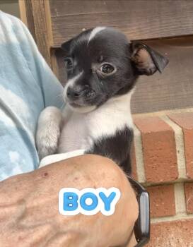 Duke and his sisters. -  Chihuahua and Toy Fox Terrier Dog for Adoption in Armada, Michigan - Duke And His Sisters. | PetCurious