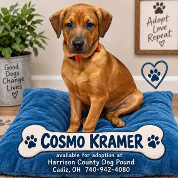 COSMO KRAMER -  Bullmastiff and Terrier Dog for Adoption in Cadiz, Ohio - COSMO KRAMER | PetCurious
