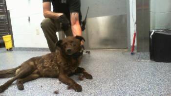 A1266985 -  German Shepherd Dog and Mixed Breed Dog for Adoption in Charlotte, North Carolina - A1266985 | PetCurious