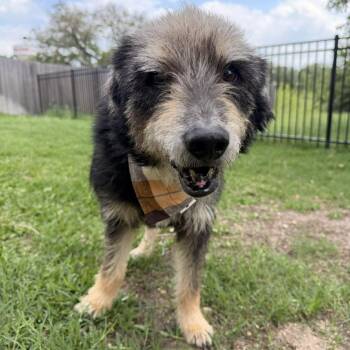 Schnauzer Dogs Available for Adoption in Blacksburg, Virginia - Blake | PetCurious