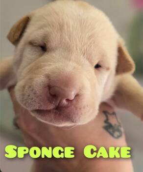 Labrador Retriever and Shar Pei Dogs Available for Adoption in Carson City, Nevada - Sponge Cake | PetCurious