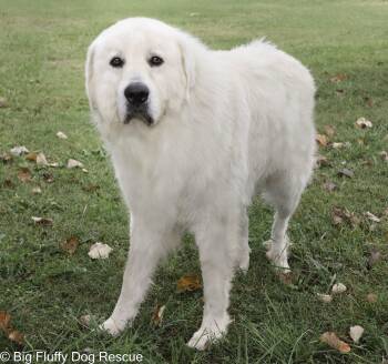 Rescue Great Pyrenees Dogs for Adoption in Nashville, Tennessee - Yuki | PetCurious