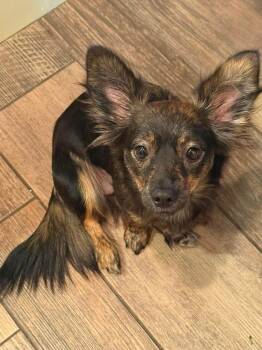 Roxy -  Chihuahua Dog for Adoption in Silsbee, Texas - Roxy | PetCurious