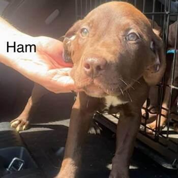 Chocolate Labrador Retriever Dogs Available for Adoption in Starkville, Mississippi - Ham | PetCurious