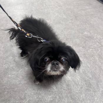 Pekingese Dogs Available for Adoption in Philadelphia, Pennsylvania - Baby | PetCurious