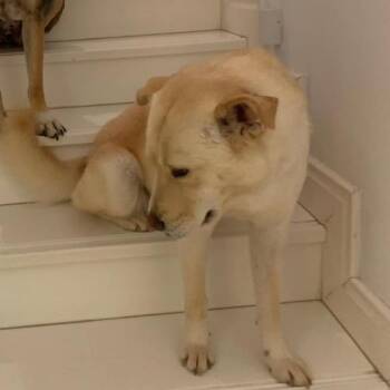 Lady -  Labrador Retriever and Mixed Breed Dog for Adoption - Lady | PetCurious