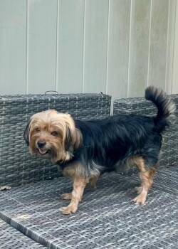 Taz -  Yorkshire Terrier Dog for Adoption in Montgomery, New Jersey - Taz | PetCurious
