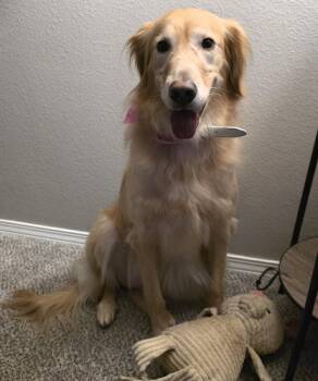 Birdie Mae -  Golden Retriever Dog Available for Adoption in Kiowa, Oklahoma - Birdie Mae | PetCurious