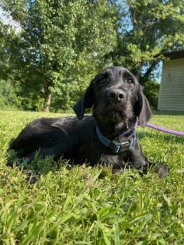 Rescue Standard Poodle and Labrador Retriever Dogs for Adoption in Morton Grove, Illinois - Coral | PetCurious