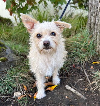 Rescue Maltese and Yorkshire Terrier Dogs for Adoption in Palo Alto, California - Smurfette | PetCurious