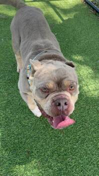 American Bully Dogs Available for Adoption in Lakeland, Florida - Chupco | PetCurious