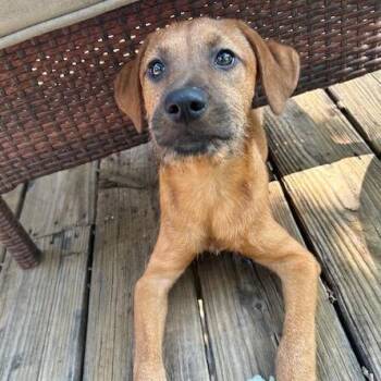 Steve -  Cairn Terrier and Mixed Breed Dog for Adoption in Kansas City, Missouri - Steve | PetCurious