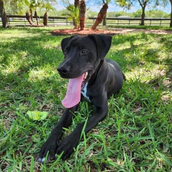 Rescue Black Labrador Retriever Dogs for Adoption in Anahuac, Texas - George | PetCurious