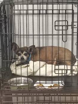 Danny -  Chihuahua Dog for Adoption in Fort Worth, Texas - Danny | PetCurious