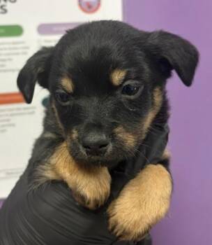 61230836 -  Mixed Breed Dog for Adoption in El Paso, Texas - 61230836 | PetCurious
