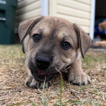 Mixed Breed Dogs Available for Adoption in Aberdeen, North Carolina - Todd | PetCurious