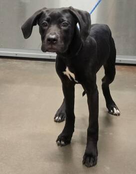 26-255 -  Hound Dog for Adoption in Lindenhurst, New York - 26-255 | PetCurious