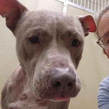 Sheba(BAS) -  Mixed Breed Dog for Adoption in Lenoir, North Carolina - Sheba(BAS) | PetCurious