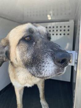 DAHLIA -  German Shepherd Dog and Anatolian Shepherd Dog for Adoption in San Jose, California - DAHLIA | PetCurious