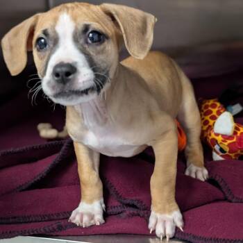 Hound and Mixed Breed Dogs Available for Adoption - Bixby 28313 | PetCurious