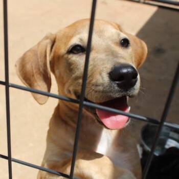 Titania -  Mixed Breed Dog for Adoption in Valley, Alabama - Titania | PetCurious