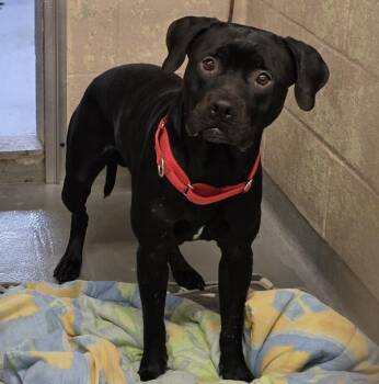 Pit Bull Terrier Dogs Available for Adoption - Bruce | PetCurious