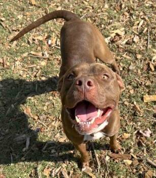 Mixed Breed Dogs Available for Adoption - Eddie | PetCurious