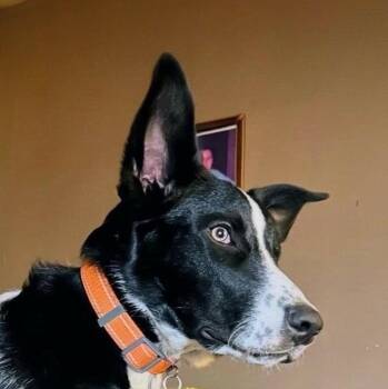 Scout (20260919-01) -  Border Collie Dog for Adoption in Niagara Falls, Ontario - Scout (20260919-01) | PetCurious