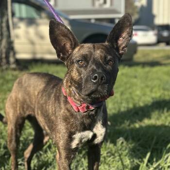 Terrier Dogs Available for Adoption - Cat Woman | PetCurious