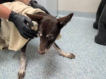 BROWNIE -  Siberian Husky and Mixed Breed Dog for Adoption in Rowlett, Texas - BROWNIE | PetCurious