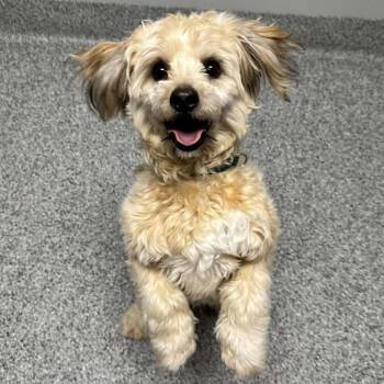 Lhasa Apso Dogs Available for Adoption - Buster | PetCurious